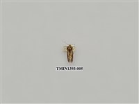 藏品(夜蛾科)的圖片